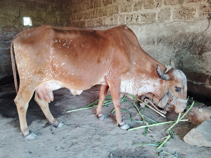 ગાય વેચવાની છે.