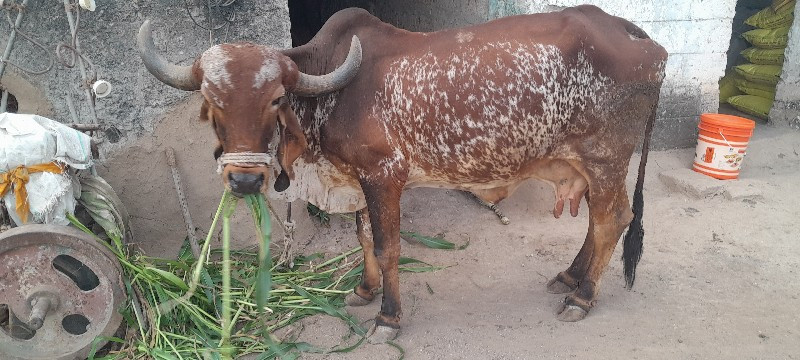 ગાય