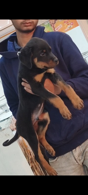 Rottweiler male...