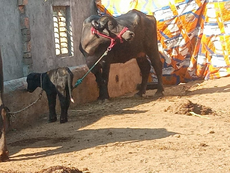 ખડેલી વેચવાની છ...