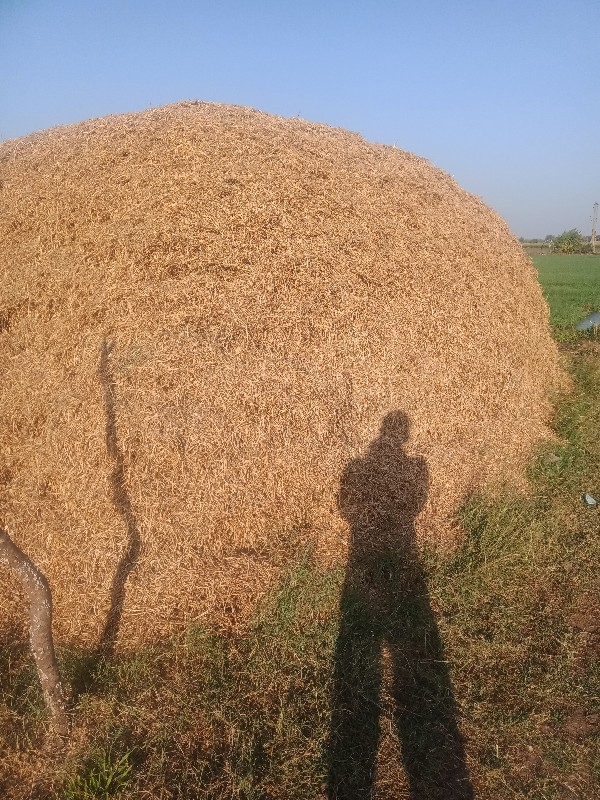 માંડવીયુ વેચવાન...