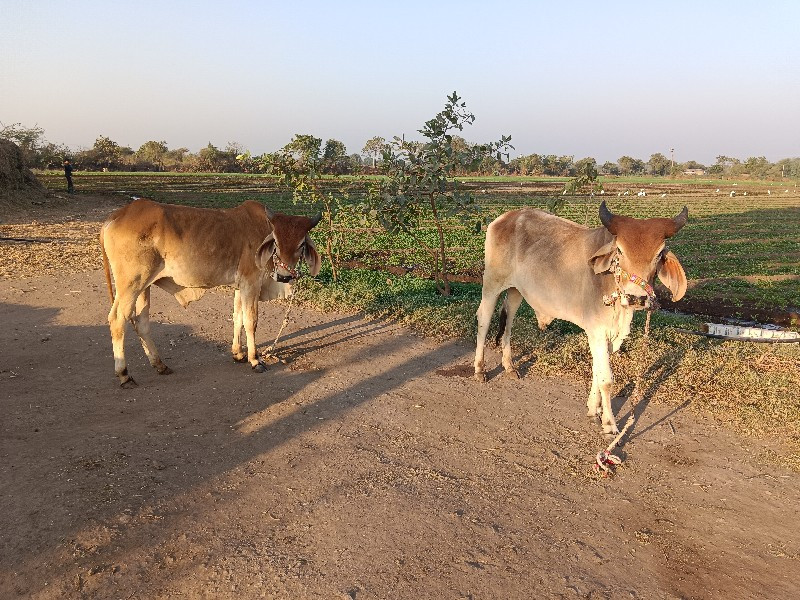 ધોધલા‌ વેચવાછે