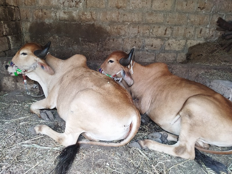 ગોઢલા વેચવાના છ...