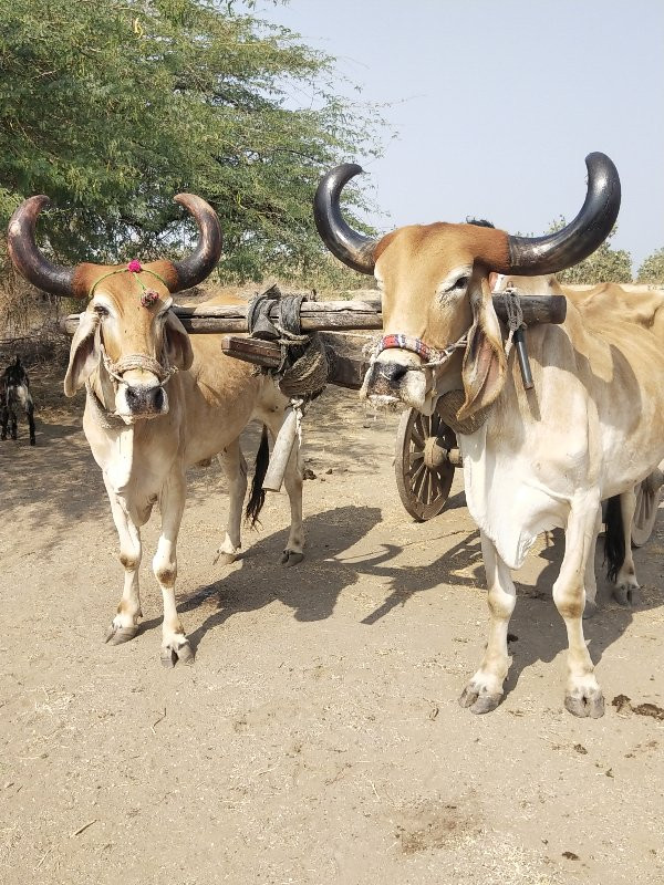 બળદ વેચવાના છે