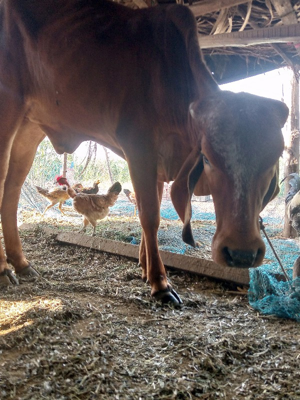 ગીર ગાય ની વાછડ...