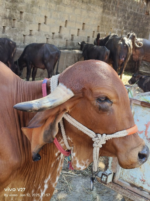 ગિર ગાય વેચવાની...