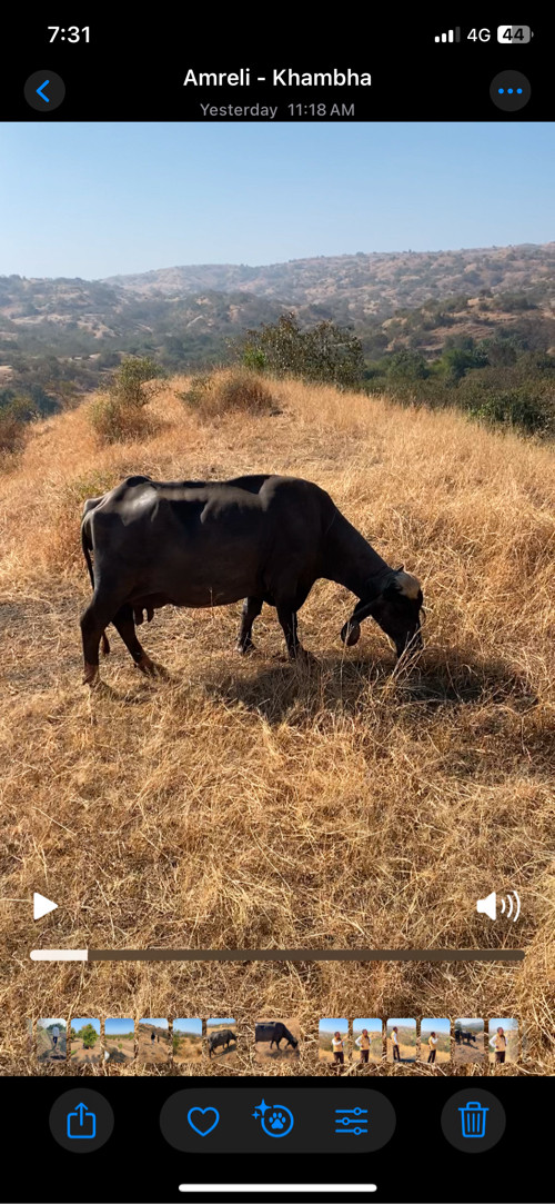 ભેસ વેચવાની છે