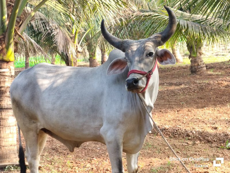 ગોઢલો