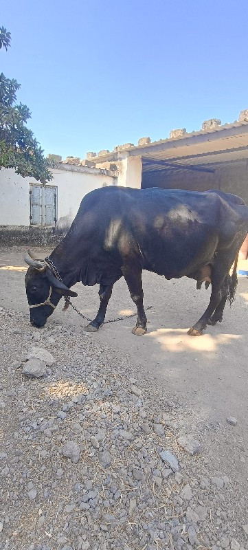 ગાય વેચવાની છે