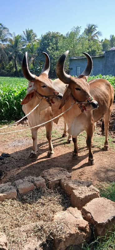 બળદ વેચવાના