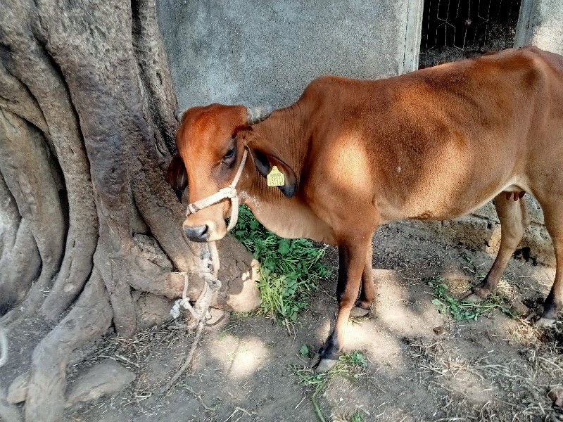 ગાય વેચવાની છે...