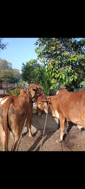 ગોઢલા દેસી..