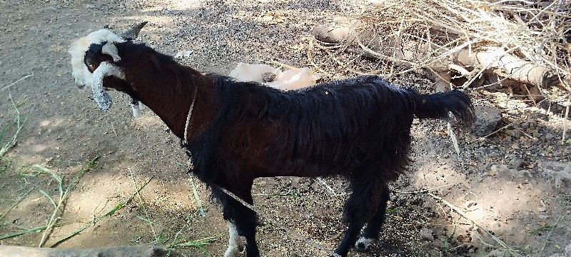 આ બકરા દેવાના છ...