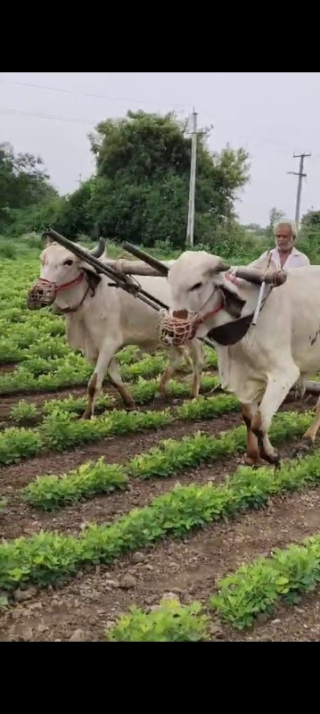 ગોઢલા વેસવાના છ...