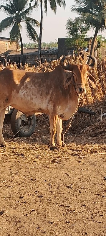 બળદ વેચવાનો છે