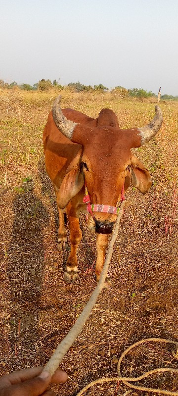 ગોડલા