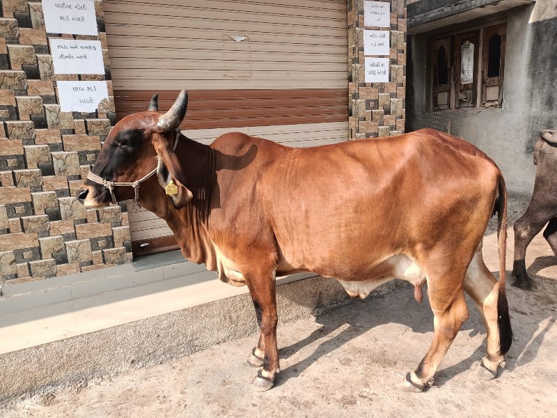 ગાય વેચવાની છે