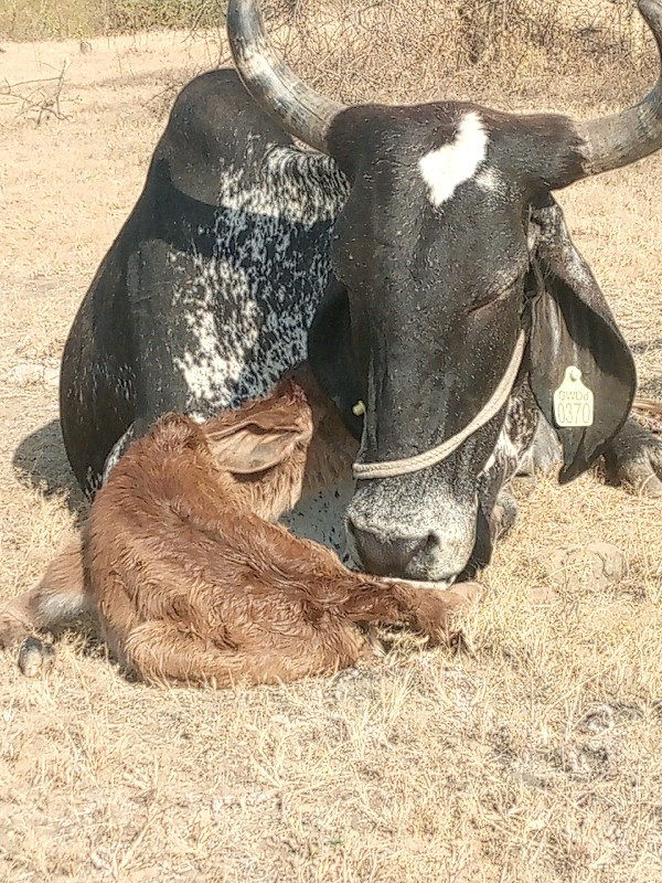 ગાય