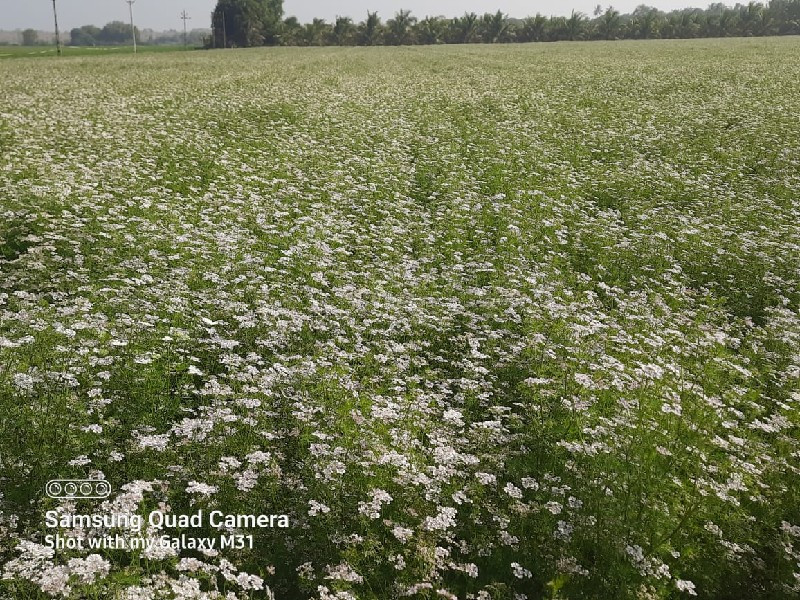 ફુલ પાણીવાળી જમ...