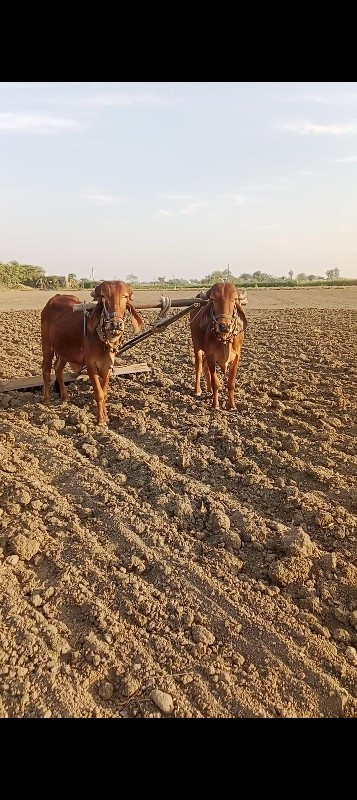 બળદ ગોરીયા