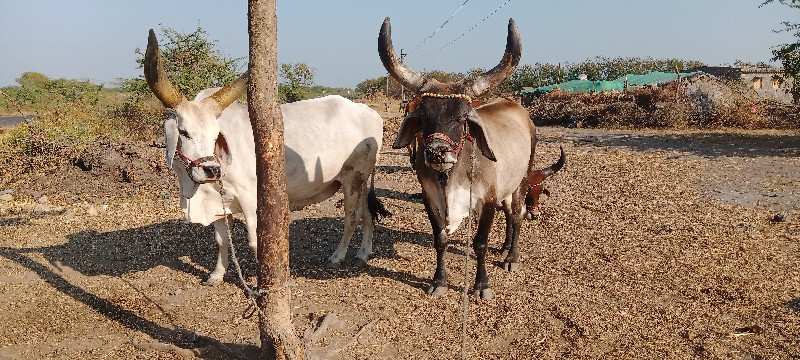 અમરાપર જામજોધપુ...