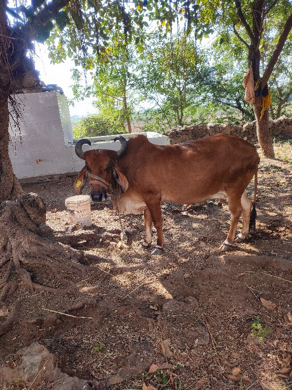 વાળા મનુ ભાઇ