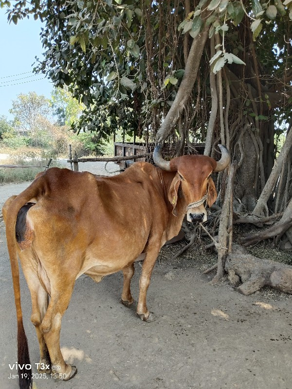 ગીર ગાય વેચવાની...