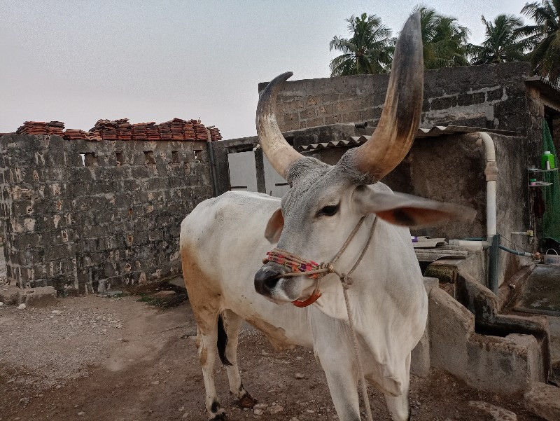 બળદ વેચવાનો છે