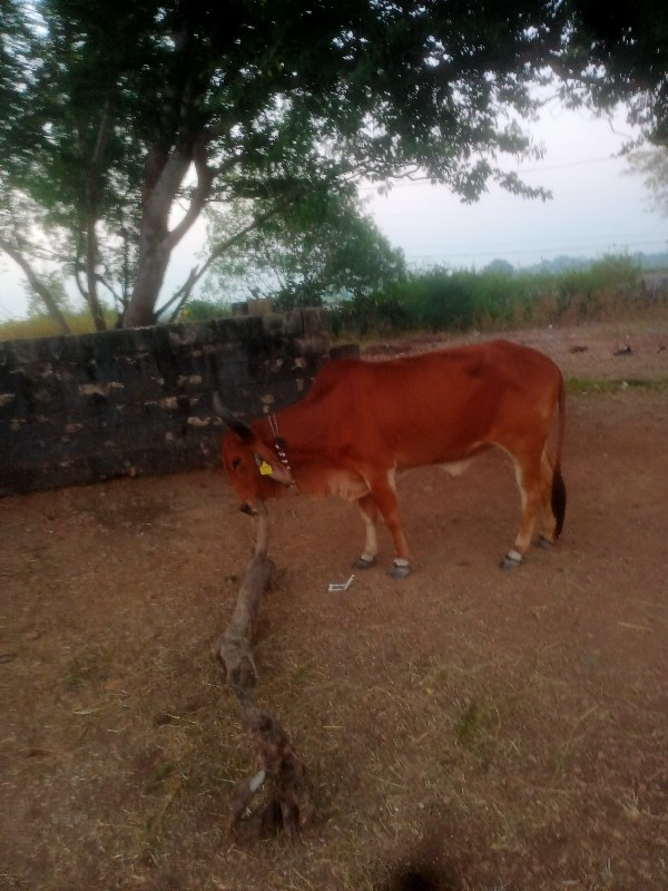 kutiyana Taluka...