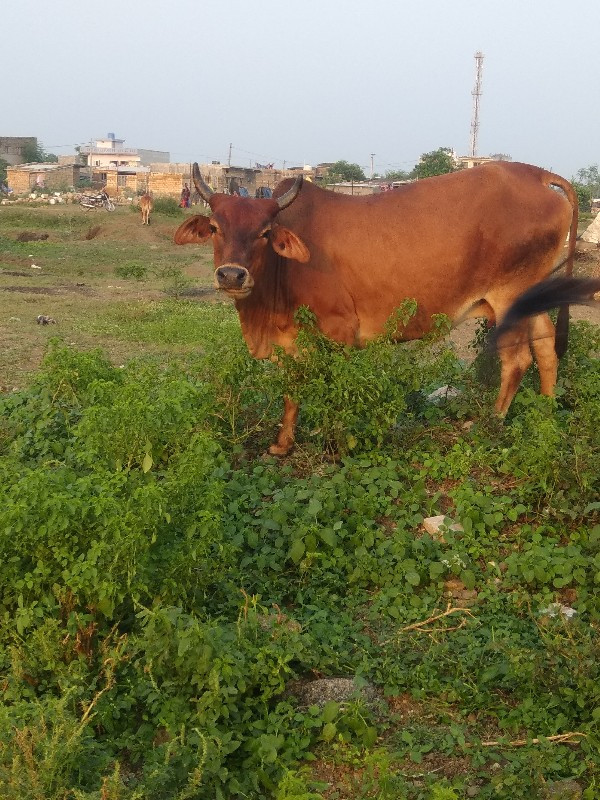 આ ગાય વેચવાની છ...