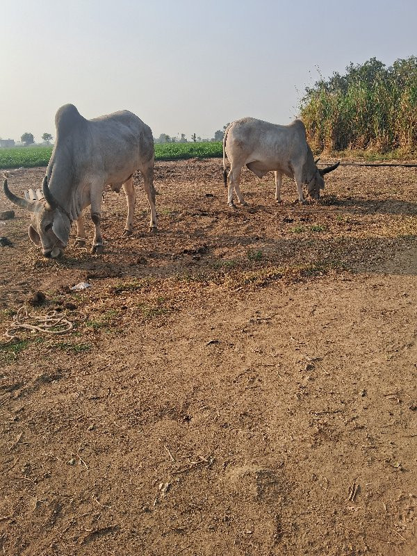 ગોઢલા વેસવા ના...