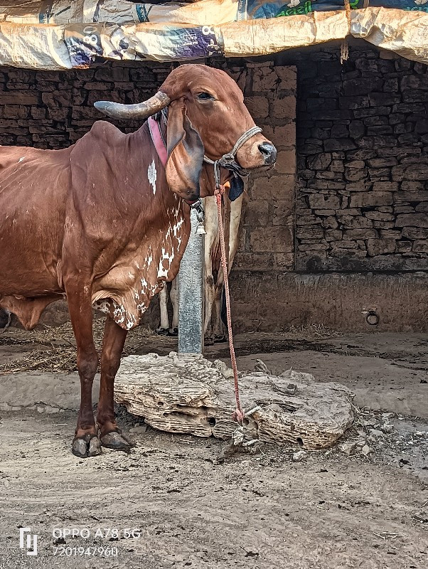 ગાય વેચવાની છે