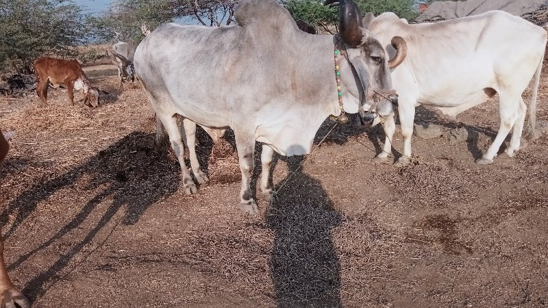 ભરત વેચવાનો છે