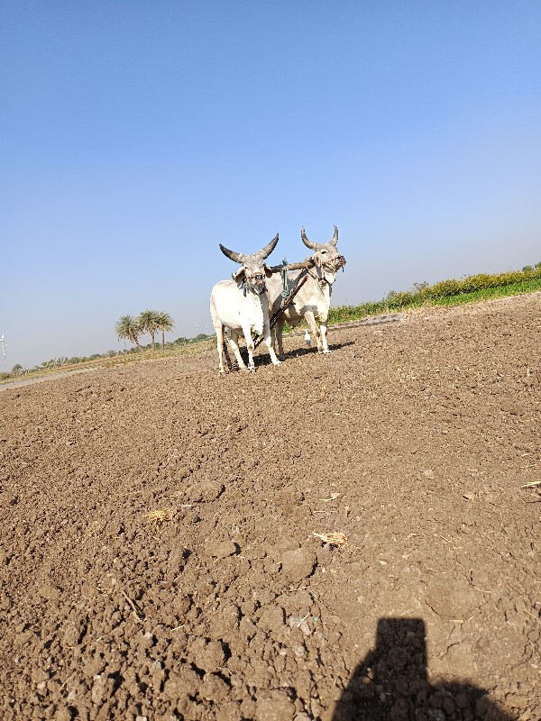 ગોઢલા વેચવાના છ...