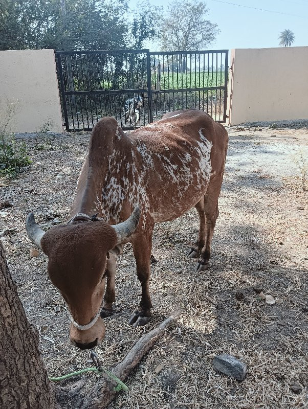 ગાય વેચવાની છે