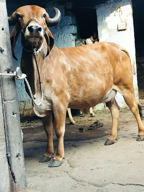 ગાય દેવાનિછે