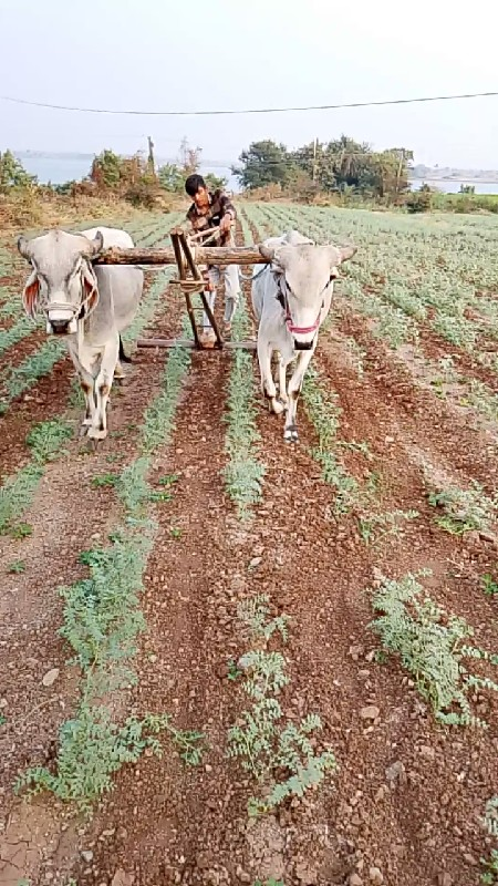 આ ગોધલા ની જોડ...