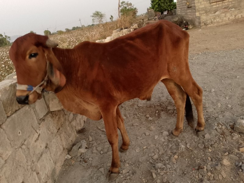 ગોઢલો વેચવા નો...