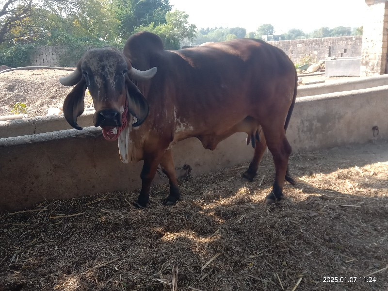 ગાય વેચવાની છે