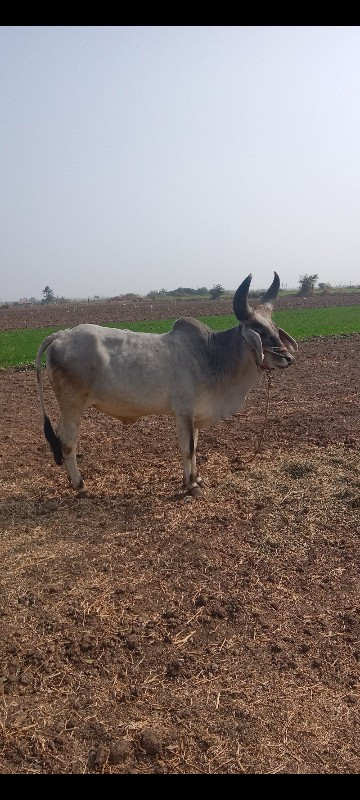 સાવ સોજા છે