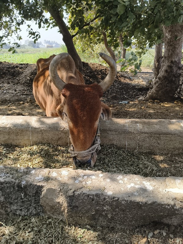 બળદની જોડે બેસવ...