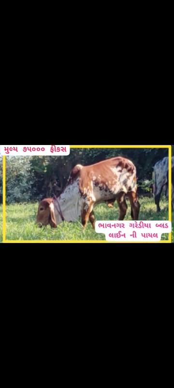 ગીર વાછડીઓ