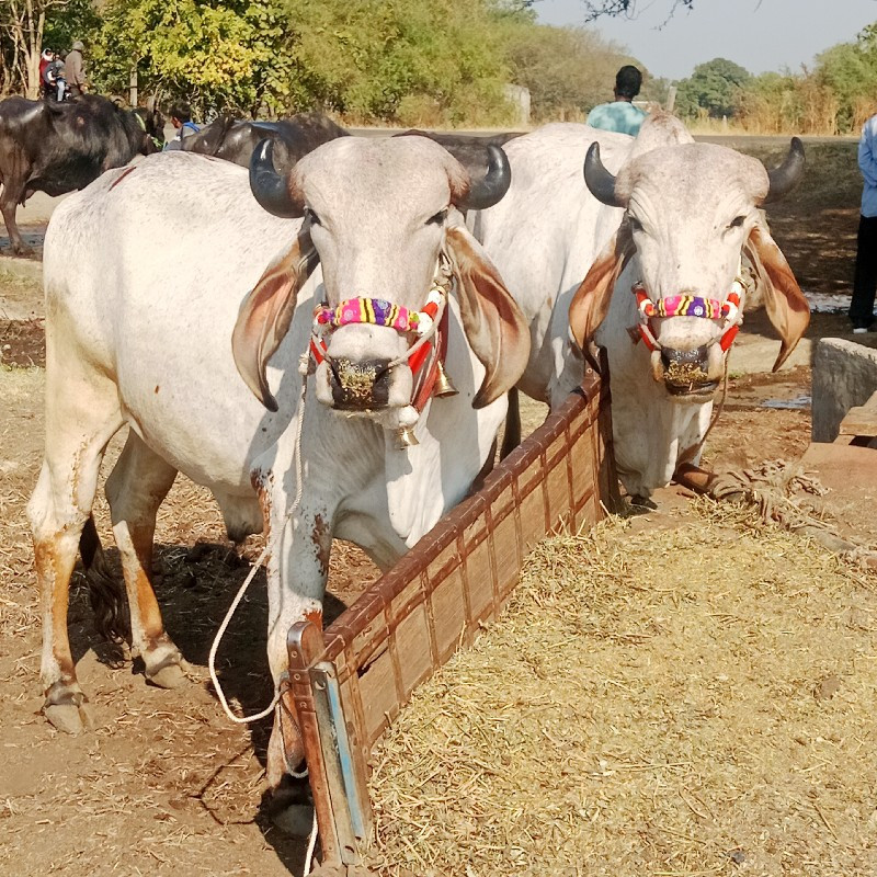 બળદ વેચવાના છે