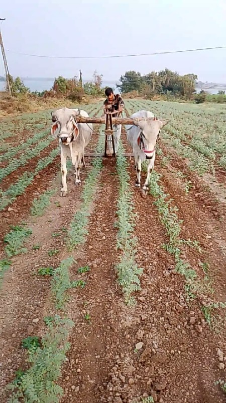 આ ગોધલા ની જોડ...