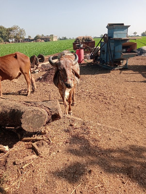 બળદ વેસ્વાનો સે