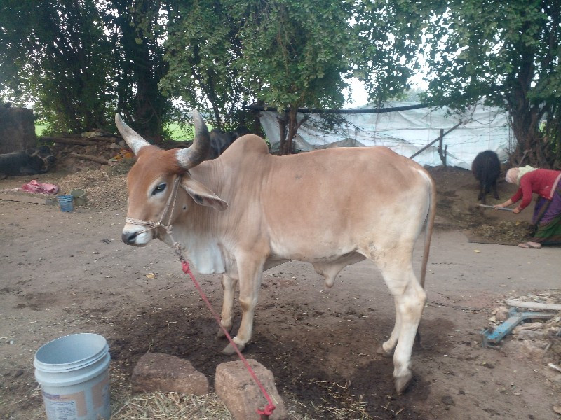 આગોઢલો  વેચવા ન...