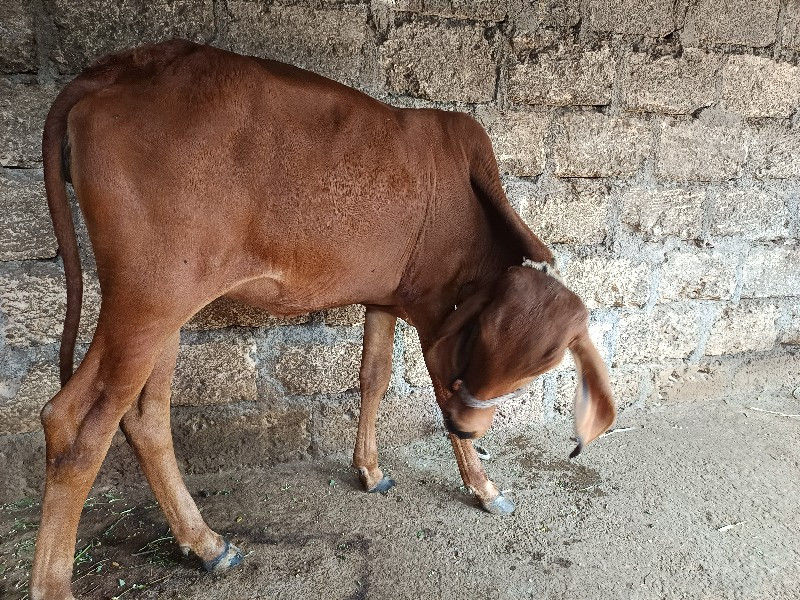 વાછરડી વેચવાની...