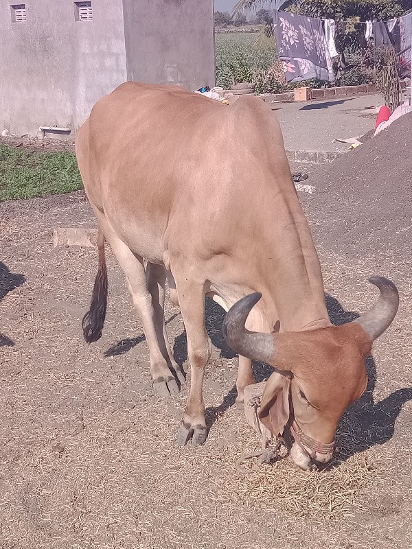 બળદ વેસવાનો છે