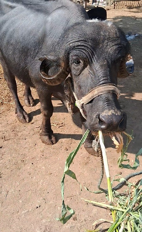 ભેંસ વેચવાની.