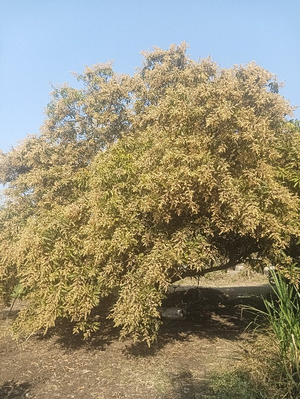 બગીચા નોહીજારોઆ...